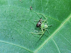 Caayguara