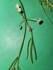 Apium prostratum prostratum