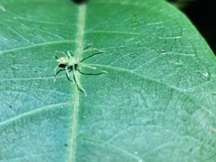 Caayguara