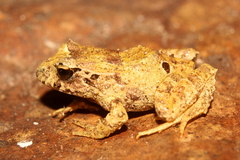 Eupsophus