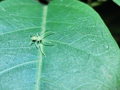 Caayguara