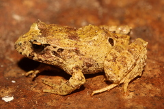 Eupsophus
