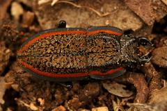 Erichius caelatus