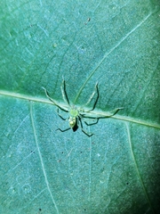 Caayguara