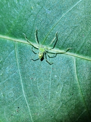 Caayguara