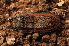 Erichius caelatus