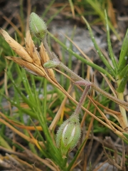 Spergularia tasmanica