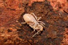 Triaenonychidae