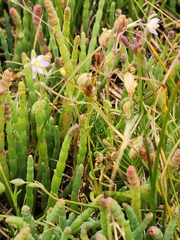 Spergularia tasmanica