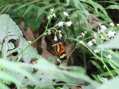 Placidina euryanassa