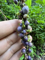 Gonzalagunia hirsuta