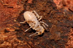 Triaenonychidae