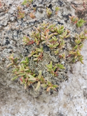 Hemichroa pentandra