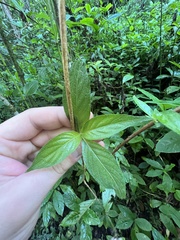 Gonzalagunia hirsuta