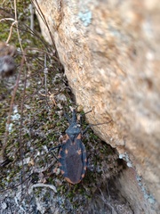 Triatoma gerstaeckeri