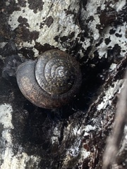 Helminthoglypta