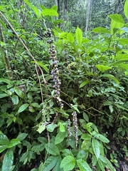 Gonzalagunia hirsuta