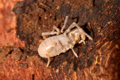 Triaenonychidae