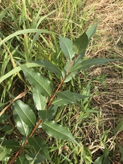 Salix lucida