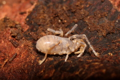 Triaenonychidae
