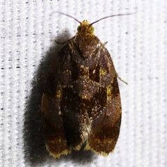 Clepsis listerana