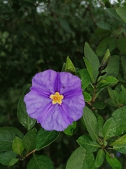Lycianthes rantonnetii
