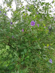 Lycianthes rantonnetii