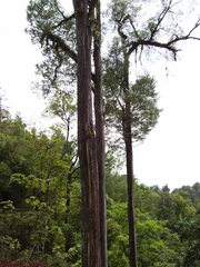Ulmus mexicana