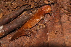 Continenticola