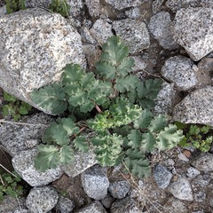 Phacelia pedicellata