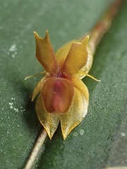 Lepanthes mucronata