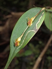 Lepanthes mucronata
