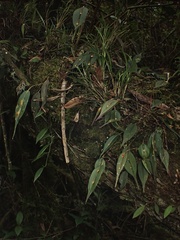 Lepanthes mucronata