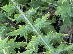 Cirsium nuttallii