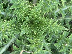 Cirsium nuttallii