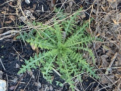 Cirsium nuttallii