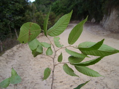 Ulmus mexicana