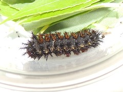 Hemileuca nevadensis