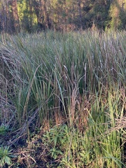 Zizaniopsis miliacea