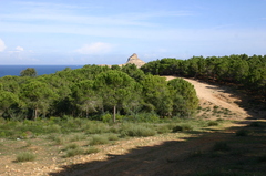 Retama raetam bovei