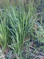 Zizaniopsis miliacea