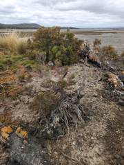 Tecticornia arbuscula