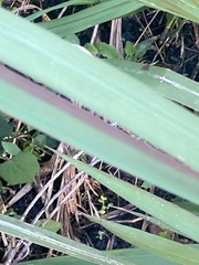 Zizaniopsis miliacea