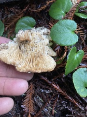 Russula brevipes