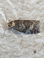 Cryptoptila australana