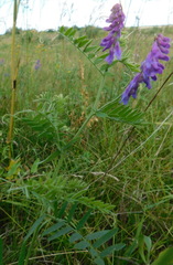 Vicia cracca