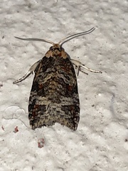 Cryptoptila australana