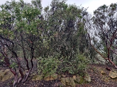 Ceanothus cuneatus cuneatus