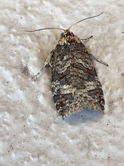 Cryptoptila australana