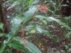 Alpinia oblongifolia